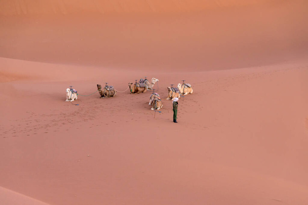 Dromedary group on the desert dune of Erg Chigaga, at the gates of the Sahara, at dawn. Morocco. Concept of travel and adventure. - Photo, Image