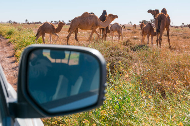 Kamele aus dem Auto in El Gouera, vor den Toren der Sahara. Marokko. Konzept von Reisen und Abenteuer. - Foto, Bild