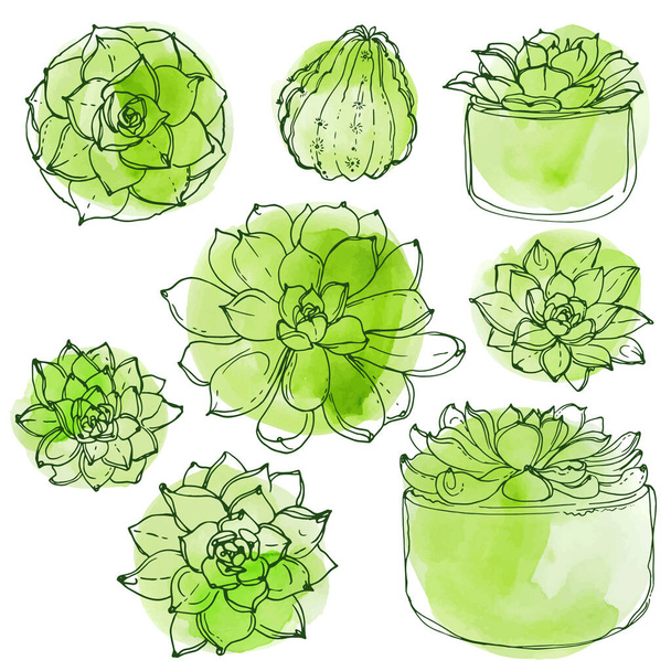 Succulents. Cacti line drawn on a white background. Flowers in the desert. Vektoryny drawing succulents. - Διάνυσμα, εικόνα
