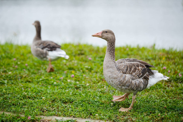 two goose on the green grass against the backdrop of the lake - Photo, Image