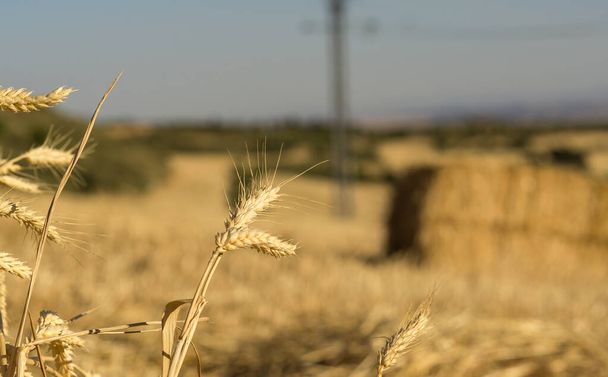 Pole krajina, ucho pšenice a balíky sena - Fotografie, Obrázek