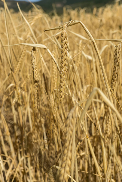 Buğday hasadı - Fotoğraf, Görsel