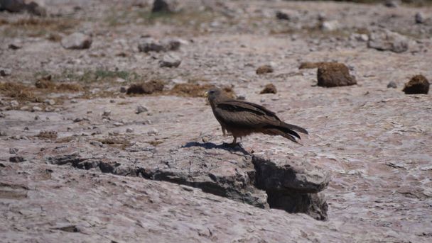 Aquila Tawny seduta a terra nella zona di concessione di Naye-Naye in Namibia - Foto, immagini