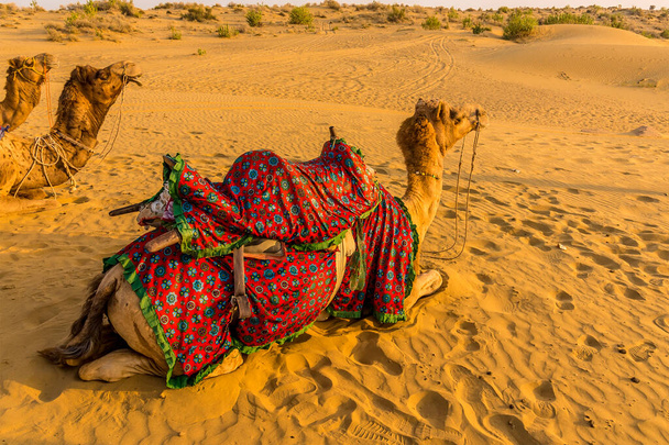 Tevék pihennek a Thar sivatagban, Rajasthan, India naplementekor - Fotó, kép