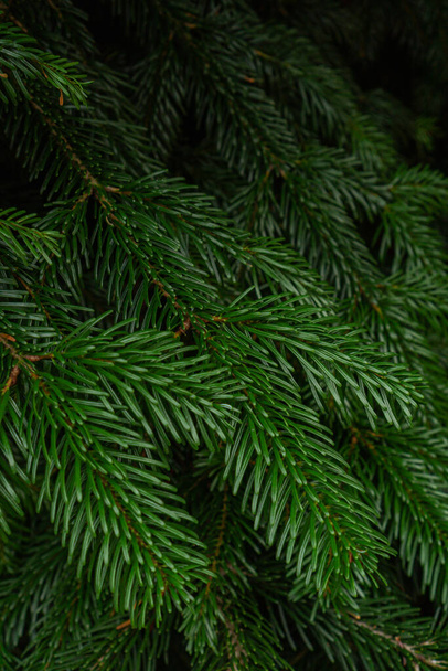 green spruce branches on the tree - Φωτογραφία, εικόνα