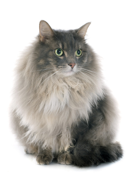 persian cat - Photo, Image