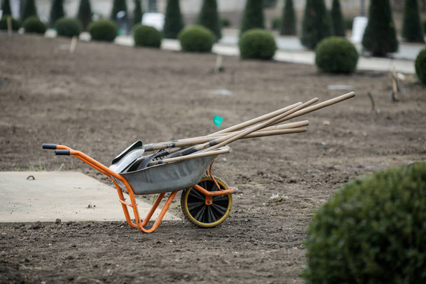 Wheelbarrow with gardening tools (shovels, rake) on the site of a tree plantation. - Valokuva, kuva