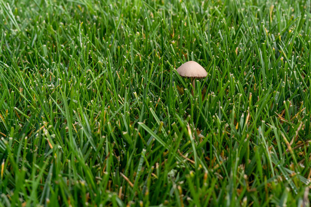 Cogumelo de toadstool que cresce em um gramado depois de rega excessiva e umidade - Foto, Imagem