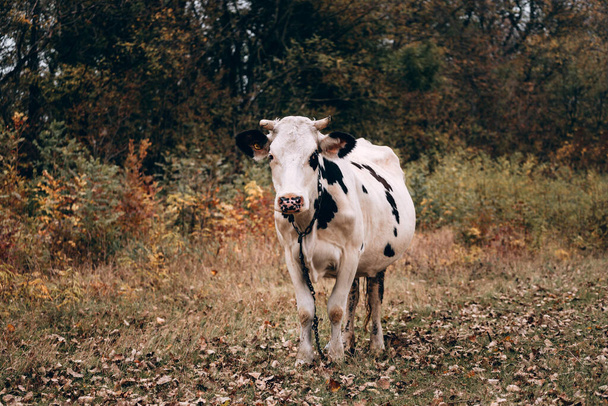 Een volwassen raszuivere koe van witte kleur met zwarte vlekken en grote hoorns staat op een open plek tegen de achtergrond van gele herfstbomen. Charmant schattig landdier van de boerderij. - Foto, afbeelding