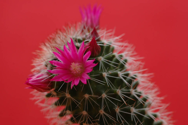 bloeden tulp en cactus - Foto, afbeelding