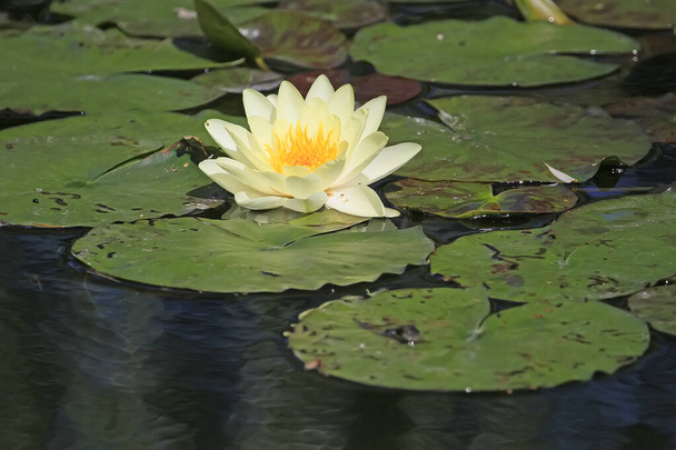 White water lily reflecting in water, Giverny Monet 's garden, France - Фото, изображение