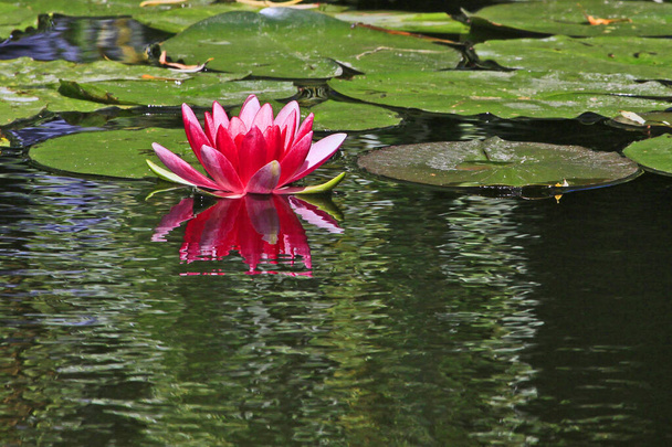 Water lily in Giverny Monet's garden, France - Photo, Image