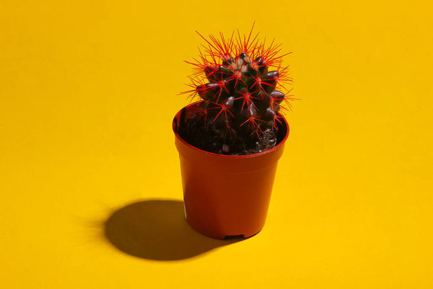 Cactus in a pot on yellow background with shadow. Studio shot. Minimalism - Zdjęcie, obraz