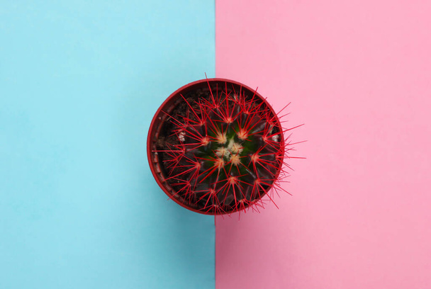 Cactus in een pot op roze blauwe pastelachtergrond. Binneninstallatie. Bovenaanzicht. Minimalisme - Foto, afbeelding