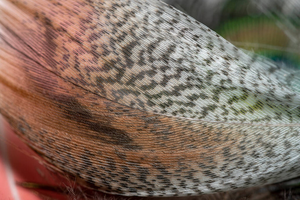 背景モトレー羽根マクロ写真。ウッドコックの羽の質感。鳥の木製の羽の自然なカモフラージュ. - 写真・画像