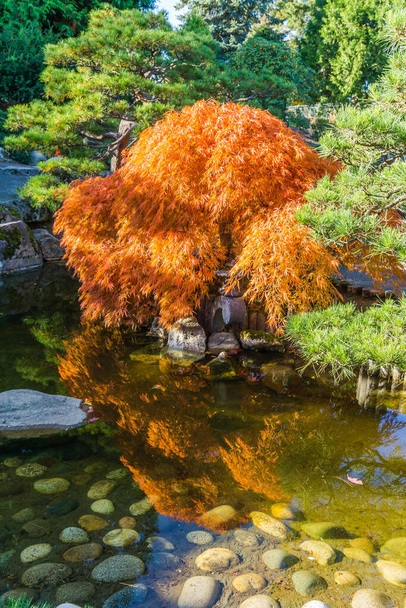 Rybník a japonský javor na podzim. Zastřelen v Seatacu ve Washingtonu. - Fotografie, Obrázek