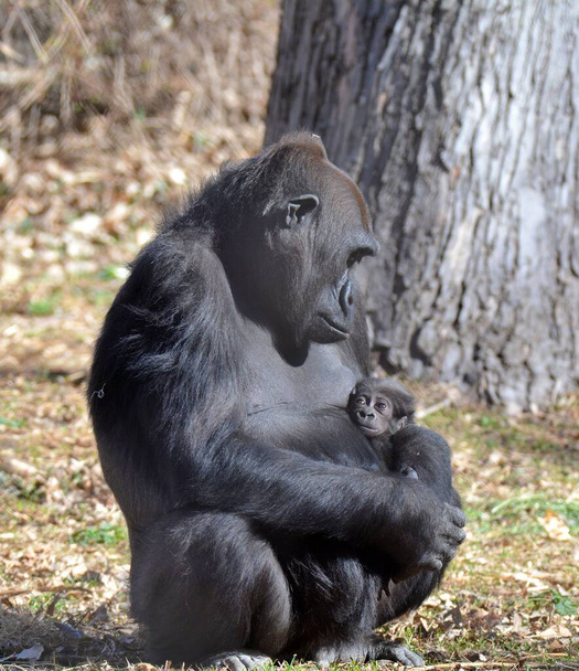 Anne Goril ve Bebek Goril - Fotoğraf, Görsel