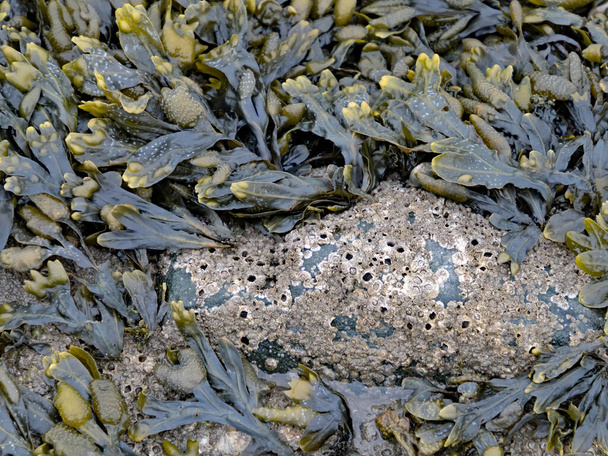 Close-up of bladder wrack and barnacles at the North Sea coast - Photo, Image