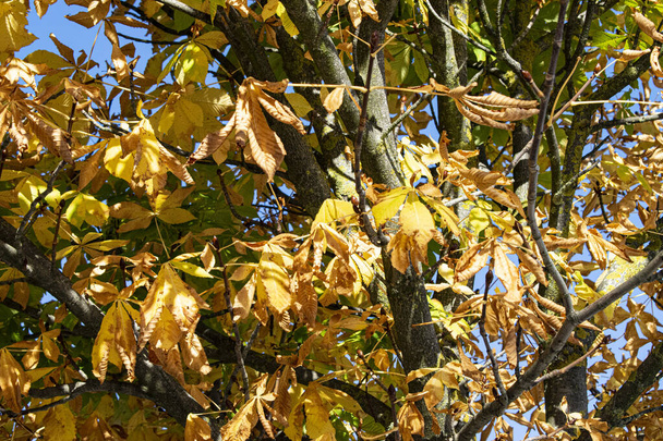 Feuilles et branches d'automne arrière-plan. - Photo, image