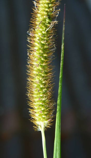 Setaria pumila αναπτύσσεται στο πεδίο της φύσης. - Φωτογραφία, εικόνα