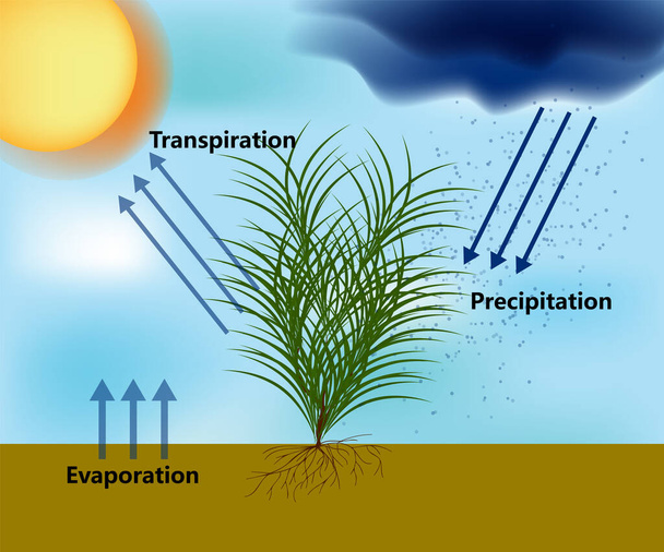 蒸発と水の循環。降水量、蒸発量、蒸散. - ベクター画像