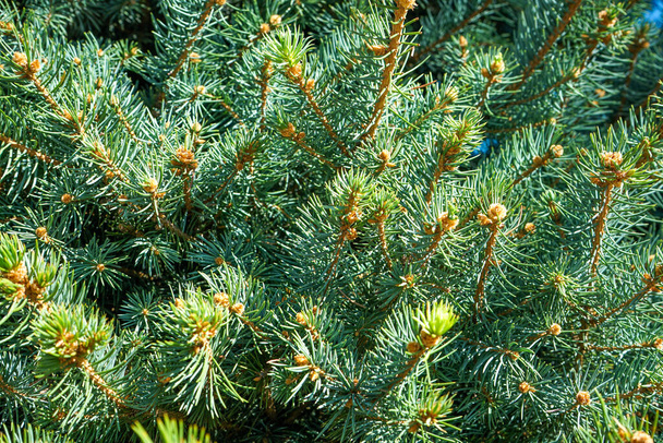 beautiful green branch of a blue spruce as a background - Foto, immagini