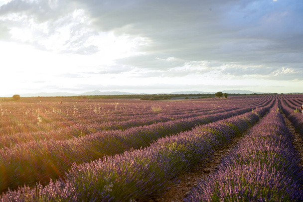 schöne warme Farben, die dieser Sonnenuntergang unter diesem Lavendelfeld bietet - Foto, Bild