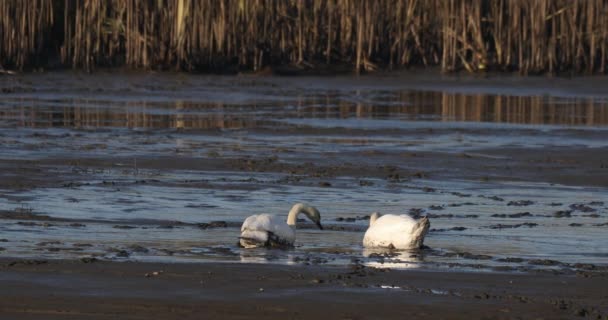 Çamurlu boş gölette Kirli Beyaz Kuğu - Video, Çekim
