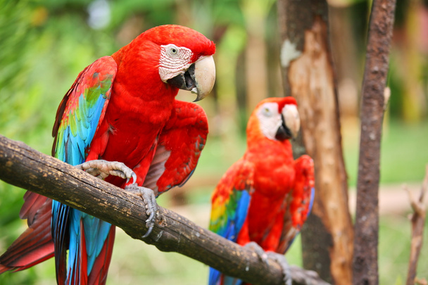 papağan: scarlet Amerika papağanı - Fotoğraf, Görsel