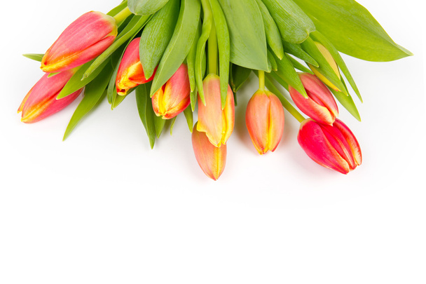 bouquet de tulipes
 - Photo, image