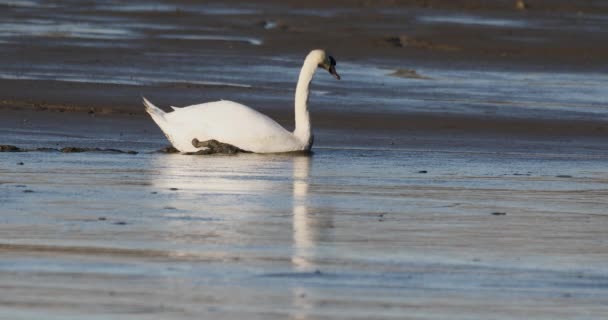 Dirty White Swan on Muddy empty pond - Footage, Video