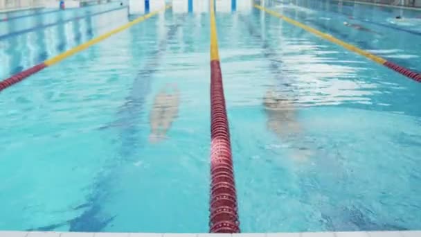 Profesyonel yüzücüler kadın ve erkek yüzme havuzunda yüzmeye başlar. - Video, Çekim