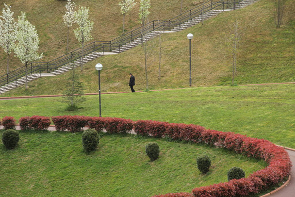 Vegetace v městském parku - Fotografie, Obrázek