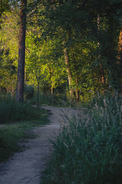 egy kanyar az erdős földúton - Fotó, kép