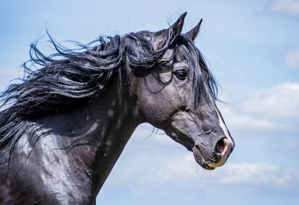 Portrait of a noble and wild black stallion - Photo, Image