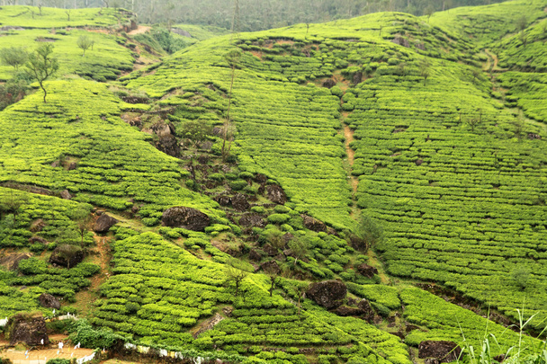 plantación de té campo
 - Foto, imagen