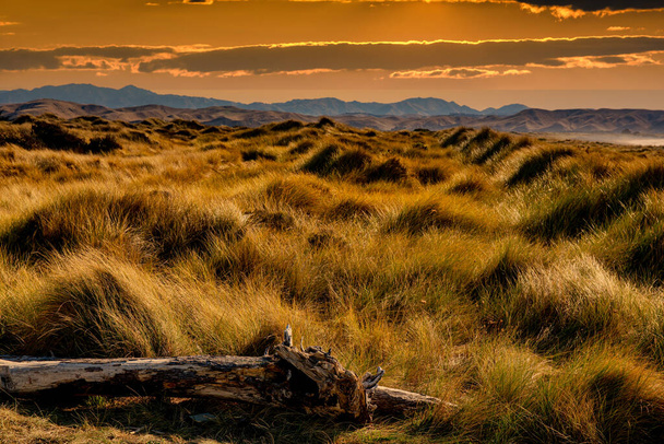 Marram and beach grass growing on the sand dunes bathed in warm sunlight by the coast - Photo, Image