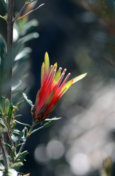 Červený květ australského rodného horského ďábla, Lambertia formosa, čeledi Proteaceae, Royal National Park, Sydney, Austrálie. Endemie pro NSW. Malé, rohaté kapsle se vyvíjejí z květin, které dávají vzniknout běžnému jménu horského ďábla - Fotografie, Obrázek