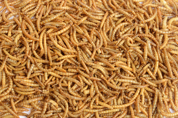 Uma dispersão de larvas de minhocas
 - Foto, Imagem