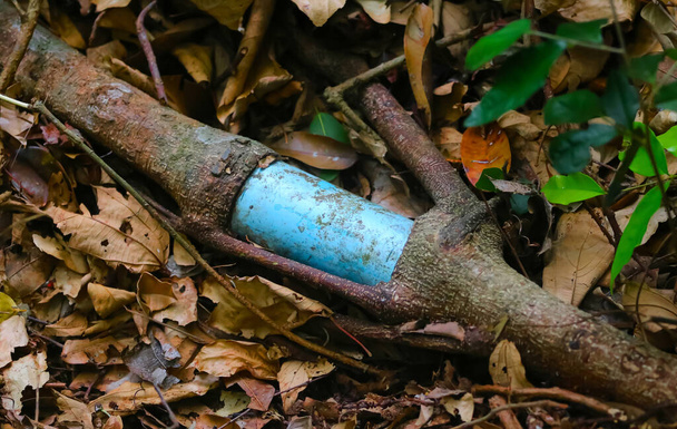 Le radici striscianti divorano tubi in PVC nel giardino naturale - Foto, immagini