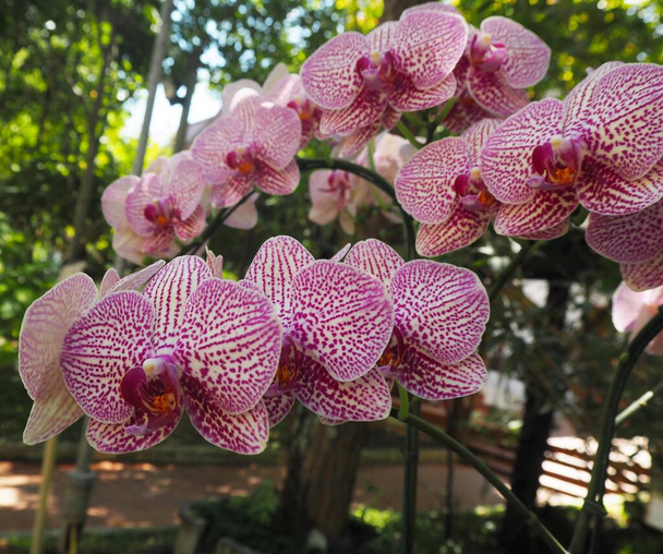 Amazing flowers in the temple's garden  - Photo, Image
