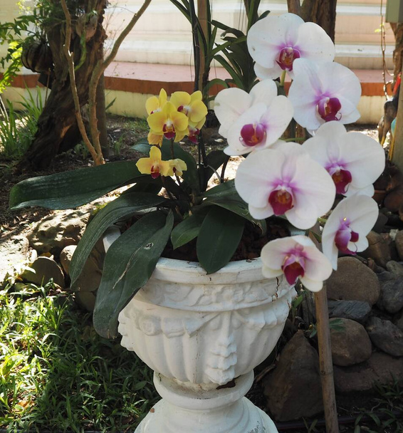 Geweldige bloemen in de tuin van de tempel  - Foto, afbeelding