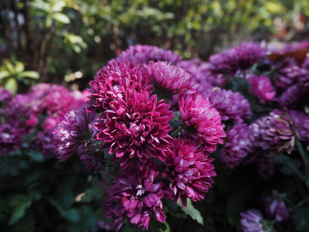 Tapınağın bahçesinde inanılmaz çiçekler - Fotoğraf, Görsel