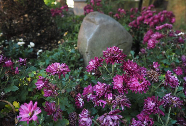 Удивительные цветы в саду храма  - Фото, изображение