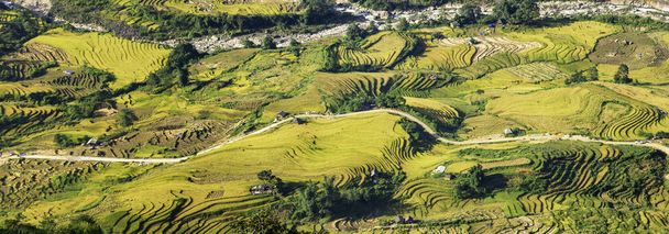 Y, Sapa, Laocai, Vietnam 'daki teras pirinç tarlaları dağlardan görüldü. Pirinç tarlaları Kuzeybatı Vietnam 'da hasat hazırlıyor. - Fotoğraf, Görsel
