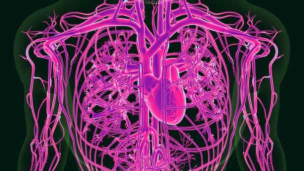 3D ilustrace Anatomie lidského srdce s oběhovým systémem pro lékařskou koncepci - Fotografie, Obrázek