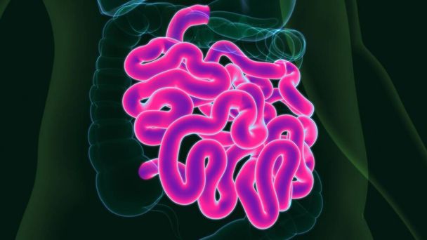 Anatomia humana do sistema digestivo da ilustração 3D (intestino pequeno) para o conceito médico - Foto, Imagem