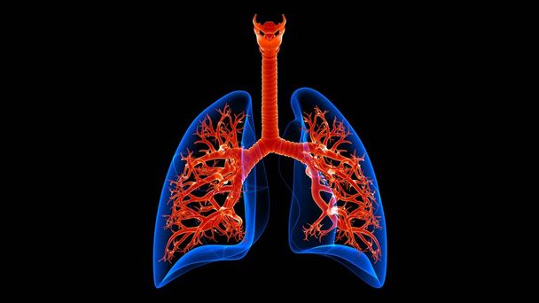 3Dイラスト｜人間の呼吸器系の解剖学的構造(ブロンキとの肺)医学的概念 - 写真・画像