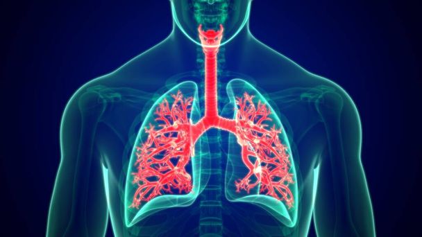 Illustrazione 3D Anatomia polmonare del sistema respiratorio umano (Bronchi, Bronchiale) - Foto, immagini