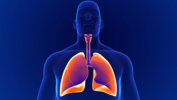 3D иллюстрация Анатомия дыхательной системы человека (легкие) для медицинской концепции - Фото, изображение